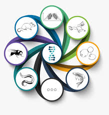 Illustration Of Community Logos Vector Circulo Infografia Hd Png Download Transparent Png Image Pngitem 128,000+ vectors, stock photos & psd files. vector circulo infografia hd png