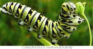 Black And Red Caterpillar Uk Caterpillar Black Swallowtail Butterfly Insects Spirit Animal Caterpillar