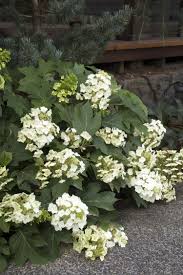 The oakleaf hydrangea (hydrangea quercifolia) is a variety that deer rarely browse. Munchkin Oakleaf Hydrangea