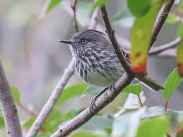 Image result for Tarenna junodii