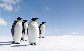 Google's penguin first waddled into view in april 2012. The Complicated Calculus Of Counting Emperor Penguins Science Smithsonian Magazine
