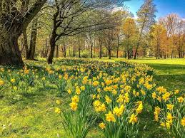 1600 x 1200 jpeg 412 кб. The Official Birth Flower For March Petal Republic
