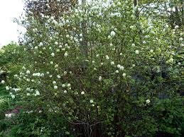 Image result for Subularia monticola