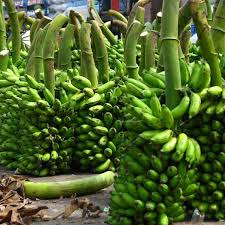 Image result for matooke