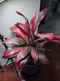 Red Sister Cordylines for Sale