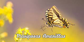 Mariposas Amarillas Caracteristicas