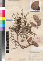 Image result for Dialium englerianum