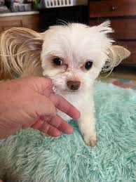 I'm pretty sure this is the most adorable picture my niece drew of Crash  and Auggie❤ Jen Woltman