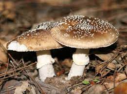 Amanita Pantherina Panthercap Mushroom