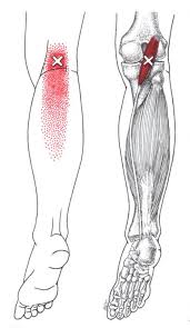 Muscles propel the knee joint back and forth. Knee Pain Massage Therapy Connections
