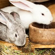 What you need for a bunny. Composting Rabbit Manure Using Rabbit Manure Fertilizer In The Garden