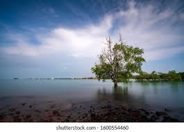 Free wifi is available in the villas. Mangrove Tree Within Blissful Sunshine Pulau Stock Photo Edit Now 1600554460