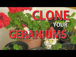 How To Take Geranium Cuttings The Vernon Way Youtube Geraniums Propagating Geraniums Geranium Plant