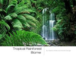 The earth consists of a myriad of charming places. Rainforest Biome