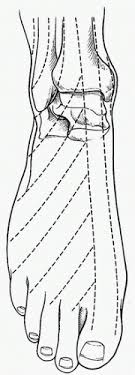 Skin And Fascial Medicos Notes.Com