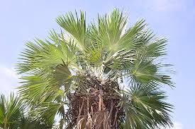 Image result for Latania loddigesii