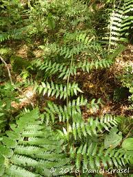 Image result for Megalastrum