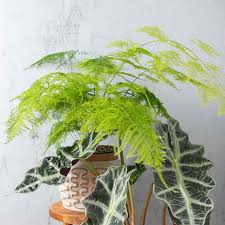 This lush green plant will give you all the beauty of having live it comes in a black pot which can easily be placed into a larger pot cover if preferred. 9 Ferns To Grow Indoors