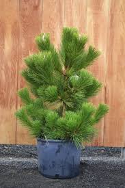 We did not find results for: Pinus Thunbergii Thunderhead Farmington Gardens