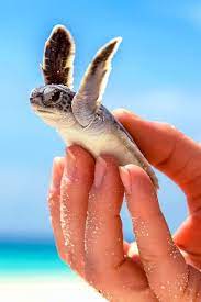 I Believe I Can Fly Cute Animals Cute Baby Animals Baby Turtles