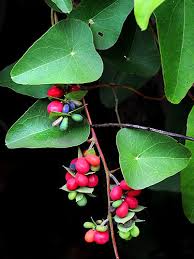 Image result for Cissampelos