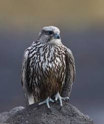 Top 10 Fastest Birds In The World The Mysterious World Fastest Bird Birds World