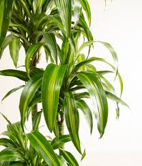 Image result for Dracaena
