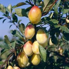 Epingle Sur Frutos