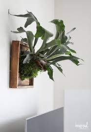 To grow a staghorn fern indoors, you'll want to set up a hanging basket or mount the fern onto a hanging board so that it has something to cling to in the air. Learn How To Create A Diy Mounted Staghorn Fern
