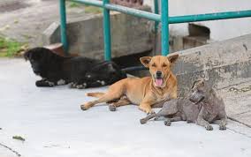 Virus rabies merebak disebabkan bawaan anjing liar yang berpindah dari satu kawasan ke kawasan lain. 5 Perkara Ibu Bapa Mesti Alert Tentang Penyakit Anjing Gila Rabies