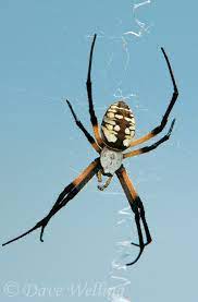 A Wild Yellow Garden Spider Argiope Aurantia In Its Web At Hornsby Bend Travis County Texas Garden Spider Spider Nature Photography