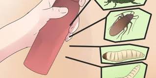 نباتات تساعد في طرد الحشرات والحيوانات من المنزل تعرف عليها