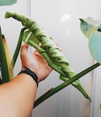 Pin By Kason Speir On Plants Unique Plants New Growth Plant Leaves