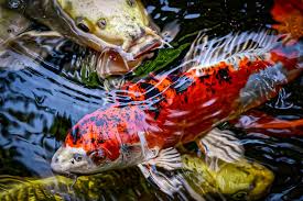 Zwischen mai und august ist bei ihren goldfischen laichzeit. Koi Haltung Im Garteneich Blog Teichzeit De Aquaristik Teichzubehor Und Co