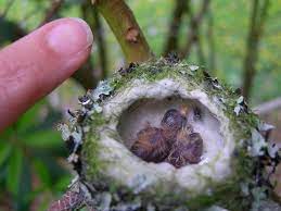2 Days Hatched Chicks Compared To Finger Size Baby Hummingbirds Dog Pictures Hummingbird
