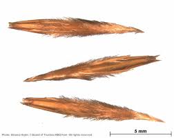 Image result for Hyperthelia dissoluta