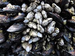 Sound like a difficult way to get through the day? Barnacles Wild Animals News Facts By World Animal Foundation