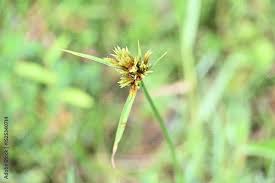 Image result for Pycreus polystachyos