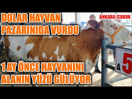 Hayvan Pazari Kirikkale 22 01 2019 Youtube