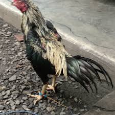 Tradngon ayam / ayam bangkok super fci 026 al ganteng. Jual Ayam Bangkok F1 Olx
