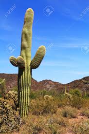 Also, keep in mind that most cacti plants need a considerable amount of light to thrive. Large Saguaro Cactus With Arms And Blue Sky Copy Space Near Tillotson Stock Photo Picture And Royalty Free Image Image 81473632