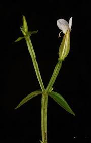 Image result for Canscora alata