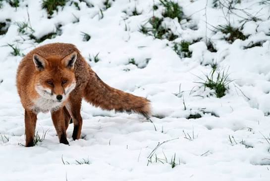 End Fox Hunting | The League