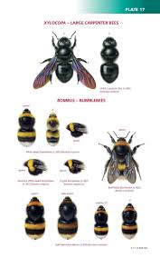 Field Guide To The Bees Of Great Britain And Ireland