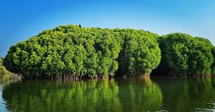 Image result for Rhizophora mucronata