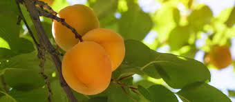 Ye shall know them by their fruits. A Tree Is Known By Its Fruit