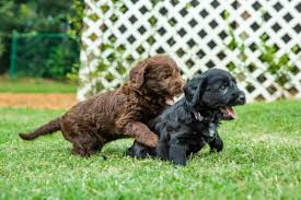 They are calm in their minds to enable them to focus. The Chocolate Labradoodle Your Complete Guide Bubbly Pet