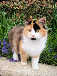 Examine These 7 Pretty Tortoiseshell Cats And Kittens Cats And Kittens Cats Tortoise Shell Cat