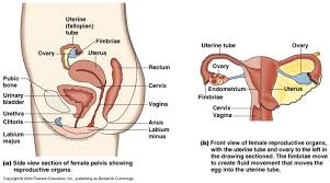Find out how it works and what can affect female fertility. Male And Female Reproductive Anatomy 2 2017 Ap Biology B