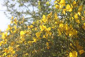 Image result for Aptosimum junceum